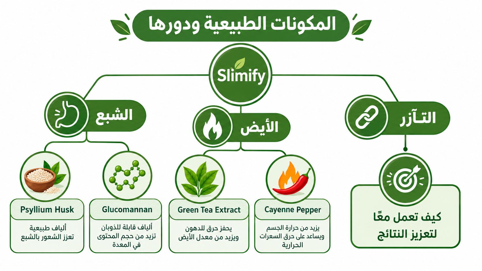 رسم توضيحي يشرح المكونات الطبيعية لمكمل Slimify ودورها في تعزيز الشبع، تسريع الأيض، وتأثيرها التآزري الفعال.